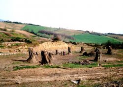 La Foresta Fossile di Dunarobba